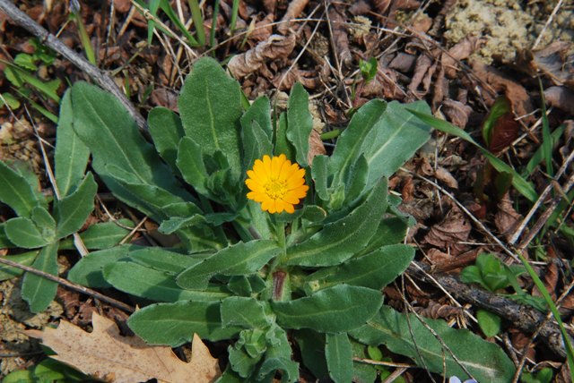 Calendula arvensis